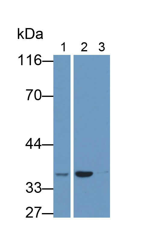 Monoclonal Antibody to Glyceraldehyde-3-Phosphate Dehydrogenase (GAPDH)