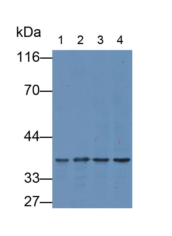 Monoclonal Antibody to Glyceraldehyde-3-Phosphate Dehydrogenase (GAPDH)