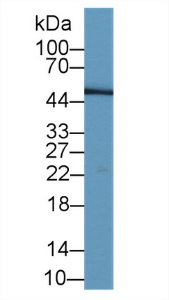 MAB934Hu22.jpg