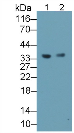 Monoclonal Antibody to Leucine Rich Alpha-2-Glycoprotein 1 (LRG1)