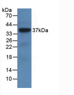 MAB934Hu26.jpg