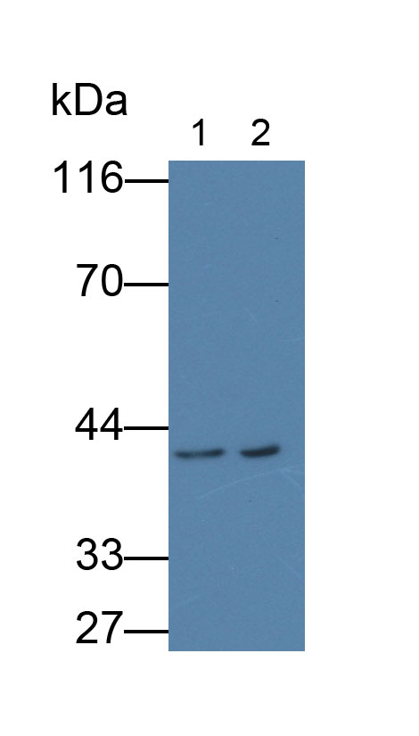 MAB944Hu21.jpg