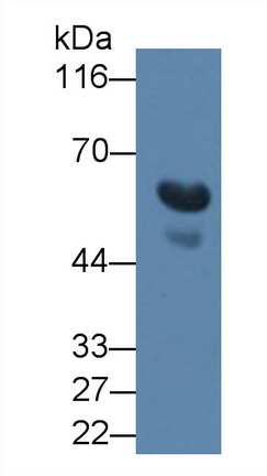MAB949Hu21.jpg