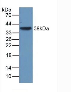 Monoclonal Antibody to Transforming Growth Factor Beta 3 (TGFb3)