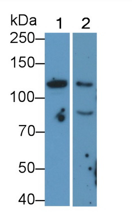 MAB959Hu21.jpg