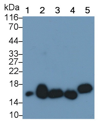 MAB960Ra24.jpg