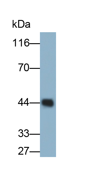 MAB967Hu22.jpg