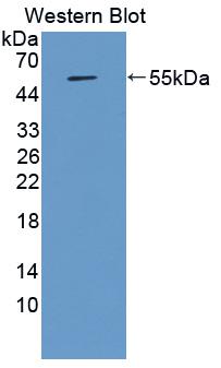 Monoclonal Antibody to Apolipoprotein A4 (APOA4)