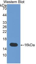 MAB975Hu22.jpg