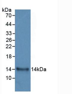 Monoclonal Antibody to Interleukin 33 (IL33)