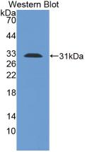 MAB988Hu21.jpg