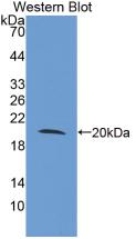 Monoclonal Antibody to Toll Like Receptor 3 (TLR3)