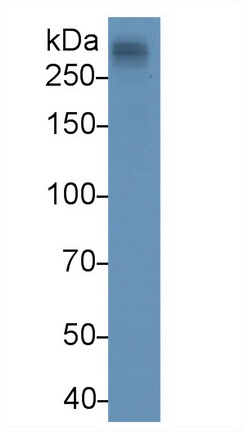 Monoclonal Antibody to Apolipoprotein B (APOB)