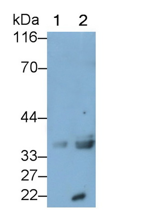 Monoclonal Antibody to Growth Differentiation Factor 15 (GDF15)