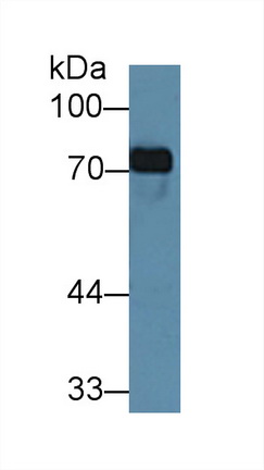 Monoclonal Antibody to Transferrin (TF)