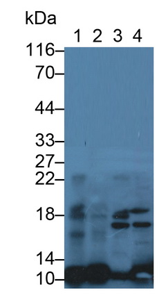 Monoclonal Antibody to S100 Calcium Binding Protein A10 (S100A10)