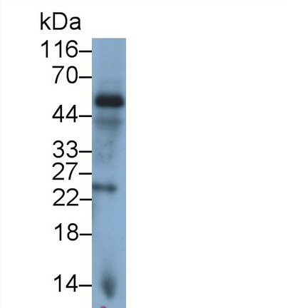 Monoclonal Antibody to Interleukin 24 (IL24)