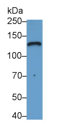 Monoclonal Antibody to Laminin Gamma 2 (LAMC2)