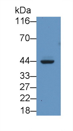 Monoclonal Antibody to Major Histocompatibility Complex Class I C (MHCC)