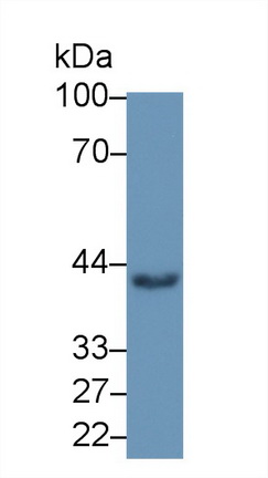 Monoclonal Antibody to Major Histocompatibility Complex Class I C (MHCC)