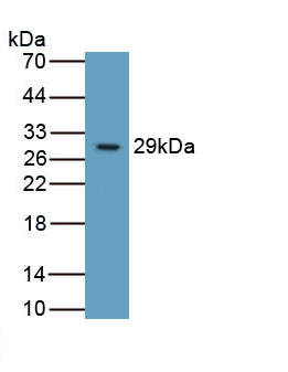 Monoclonal Antibody to Integrin Beta 6 (ITGb6)