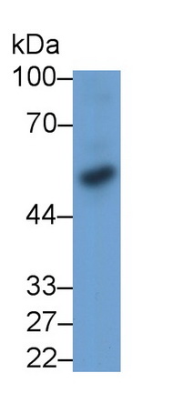 Monoclonal Antibody to Bone Morphogenetic Protein 3 (BMP3)