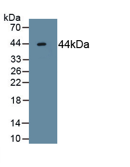 Monoclonal Antibody to Activin A Receptor Type II A (ACVR2A)