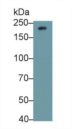 Monoclonal Antibody to Collagen Type IV Alpha 3 (COL4a3)