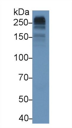 Monoclonal Antibody to Collagen Type VII (COL7)