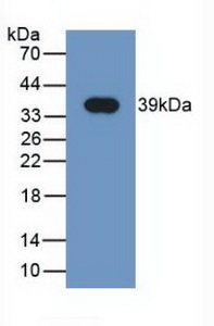 Monoclonal Antibody to Neuregulin 4 (NRG4)