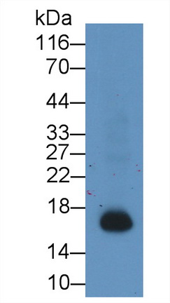 Monoclonal Antibody to Ionized Calcium-binding Adapter Molecule 1 (IBA1)