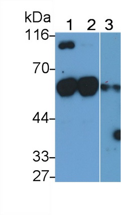 MAC313Hu21.jpg