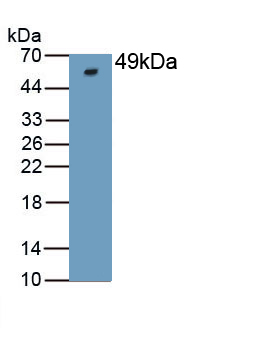 Monoclonal Antibody to Nuclear Mitotic Apparatus Protein 1 (NUMA1)