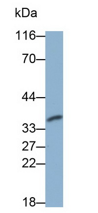 Monoclonal Antibody to Caspase 6 (CASP6)