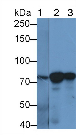 Monoclonal Antibody to Heat Shock 70kDa Protein 5 (HSPA5)