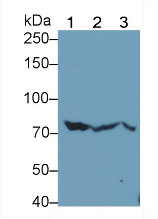 Monoclonal Antibody to Heat Shock 70kDa Protein 5 (HSPA5)