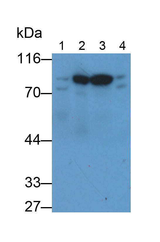 Monoclonal Antibody to Heat Shock 70kDa Protein 5 (HSPA5)