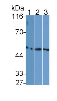 Monoclonal Antibody to Fibrinogen Gamma (FGg)