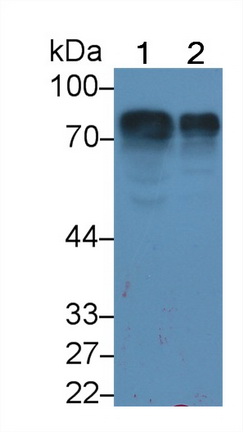 Monoclonal Antibody to Histidine Rich Glycoprotein (HRG)