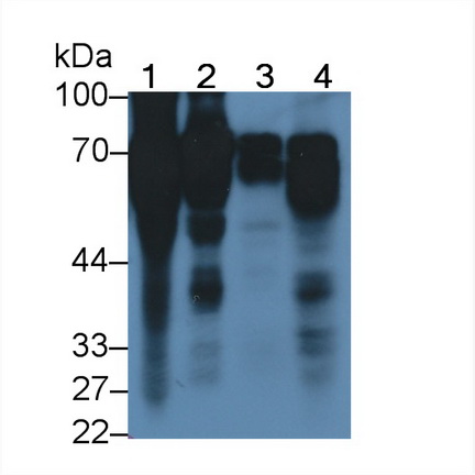 Monoclonal Antibody to Histidine Rich Glycoprotein (HRG)