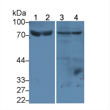 Monoclonal Antibody to Histidine Rich Glycoprotein (HRG)