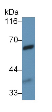 Monoclonal Antibody to Vanin 1 (VNN1)