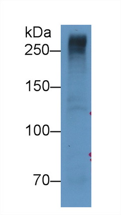 Monoclonal Antibody to Reelin (RELN)