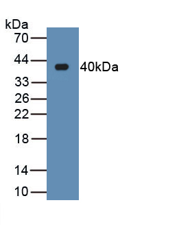 Monoclonal Antibody to Renalase (RNLS)