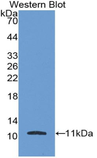 Monoclonal Antibody to Fibroblast Growth Factor 3 (FGF3)