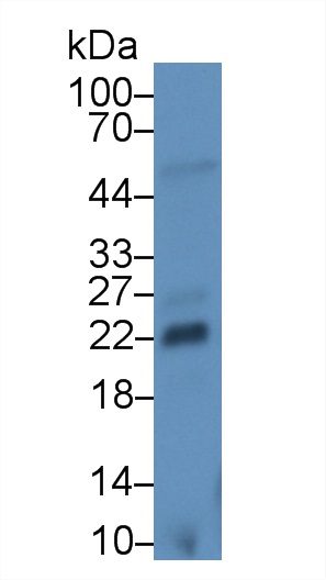 Monoclonal Antibody to Fibroblast Growth Factor 13 (FGF13)