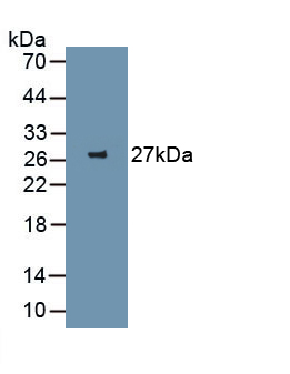 Monoclonal Antibody to Green Fluorescent Protein (GFP)