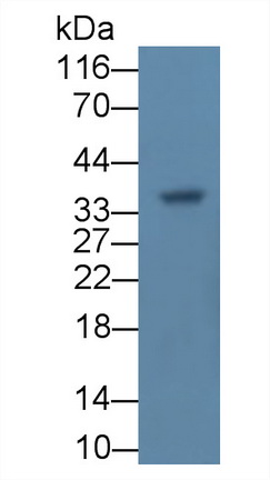 Monoclonal Antibody to Carbonic Anhydrase IV (CA4)