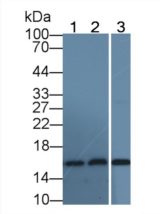 Monoclonal Antibody to Hemoglobin Alpha 1 (HBa1)