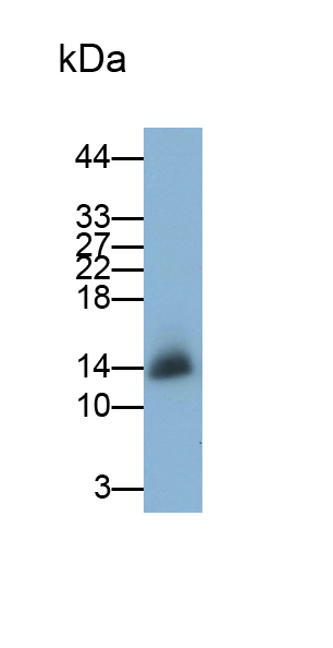 Monoclonal Antibody to Hemoglobin Beta (HBb)